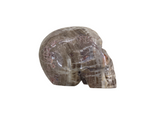 Petrified Wood Carved Skull