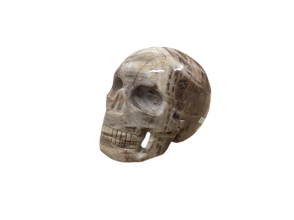 Petrified Wood Carved Skull