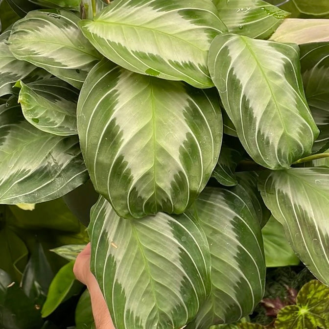 Silver Strand Maranta