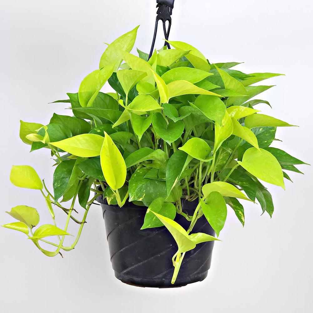 Pothos Hanging Basket 8”, Assorted