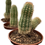 Cactus, Assorted
