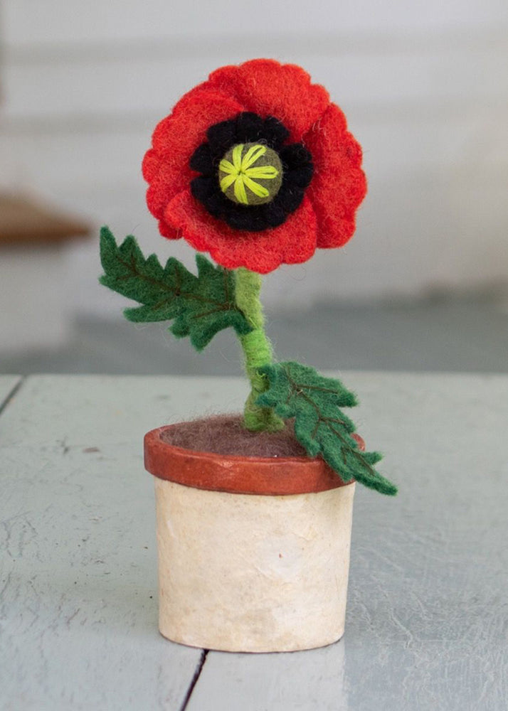 Fair Trade Poppy Potted Plant