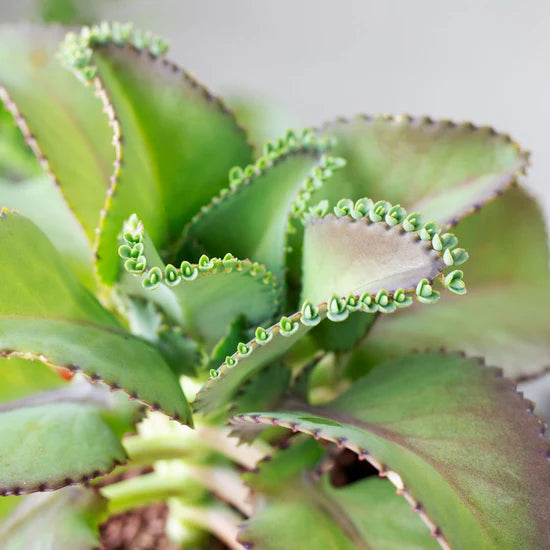 Mother of Thousands 4”