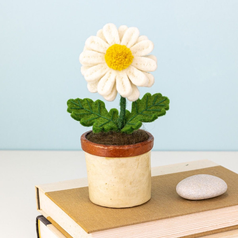 Fair Trade Daisy Potted Plant