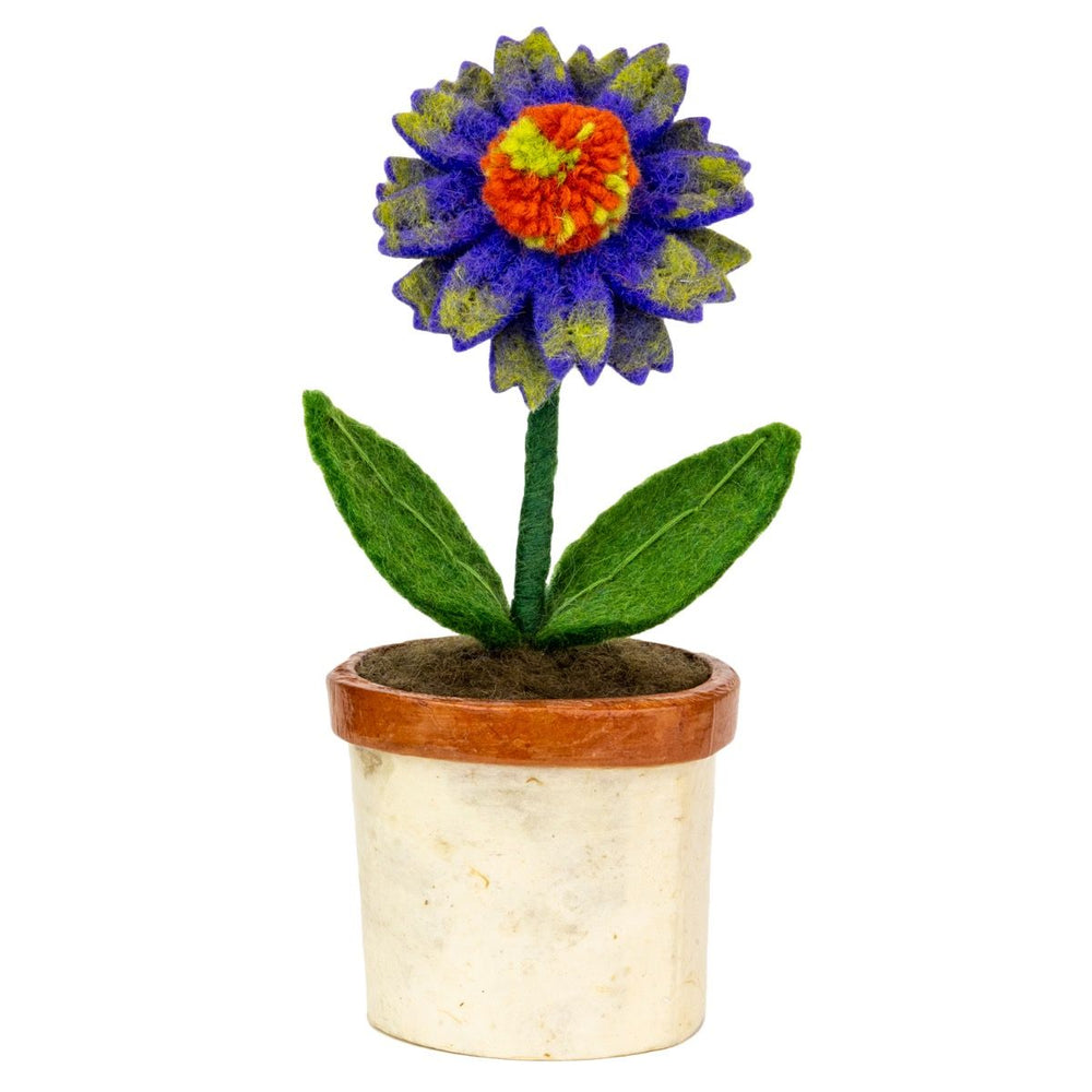 Fair Trade Cone Flower Potted Plant