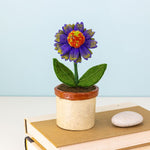 Fair Trade Cone Flower Potted Plant
