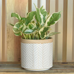 Banded Chevron Cachepot, Assorted Sizes