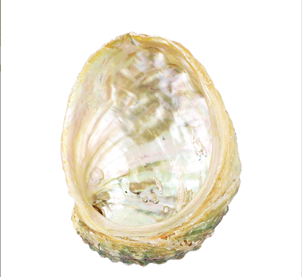 Abalone Shell, Assorted Sizes