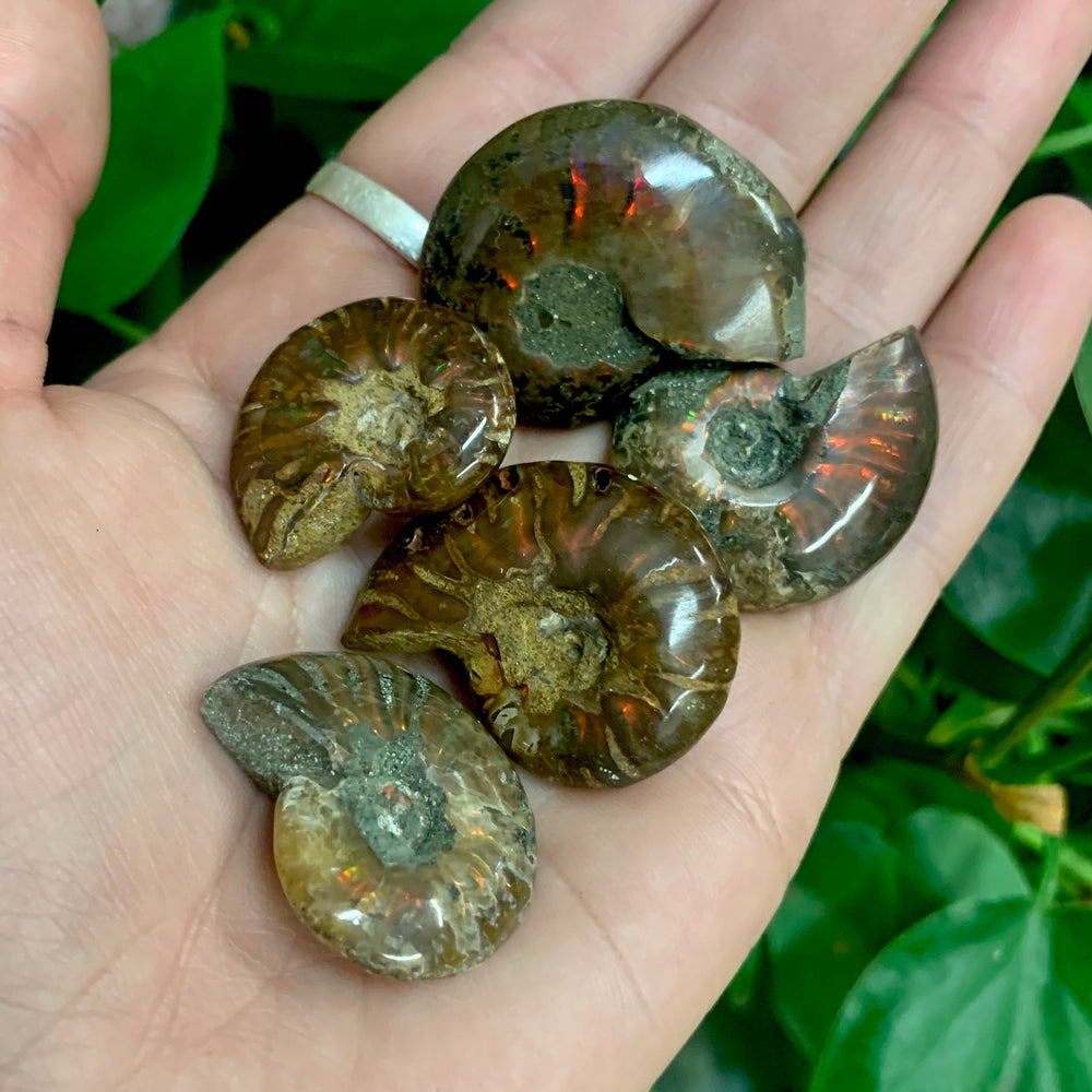 Ammonite Stones