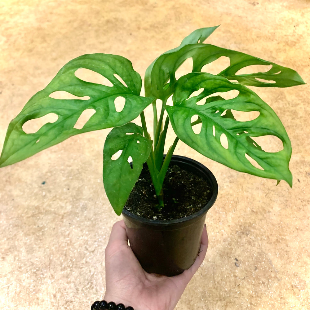 Philodendron Monstera Swiss Cheese Plant
